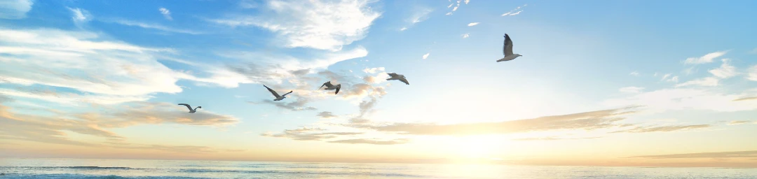 Birds flying over a beach at a clear day sunset